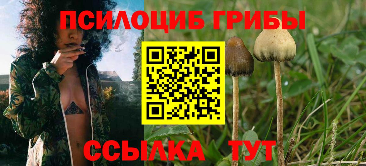 как найти наркотики  Псилоцибиновые грибы GOLDEN TEACHER  Партизанск  Вход с VPN  Псилоцибиновые грибы прущие грибы 